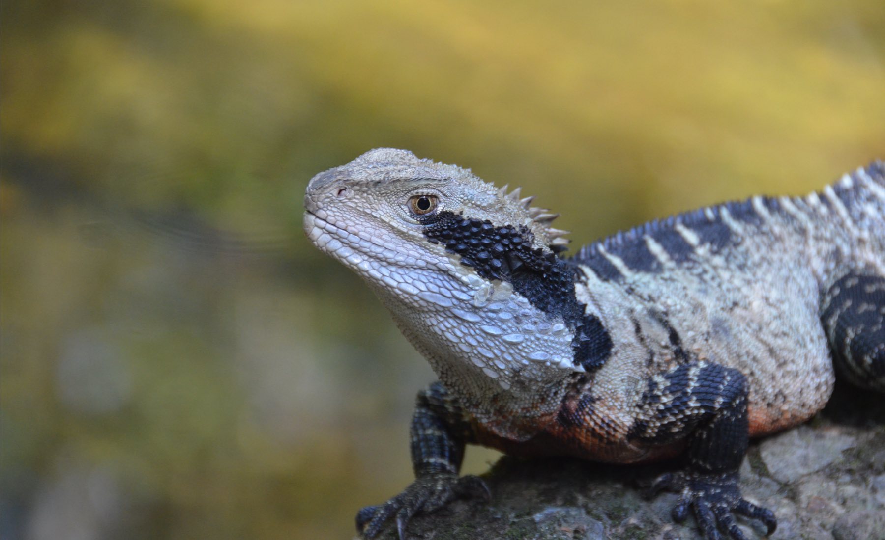 Sydney Wildlife Rescue | A big grey lizard has laid eggs in our gravel ...
